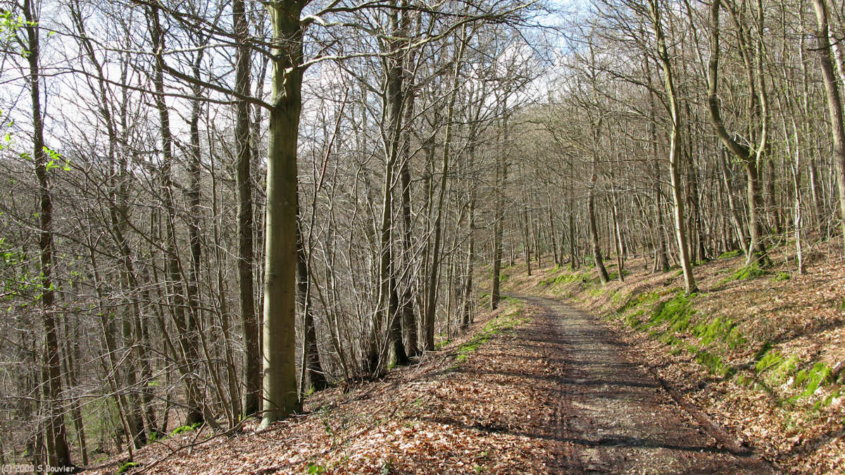Caudebec en Caux (Chemin)