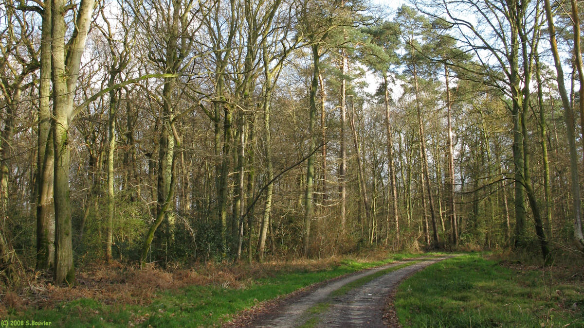 Forêt du Trait-Maulévrier (Chemin)