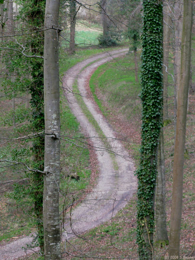 Haute Forêt d'Eu (Chemin 1)