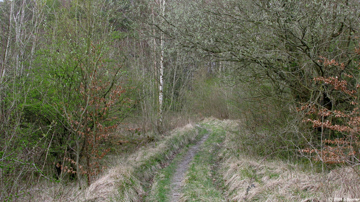 Haute Forêt d'Eu (Chemin 2)