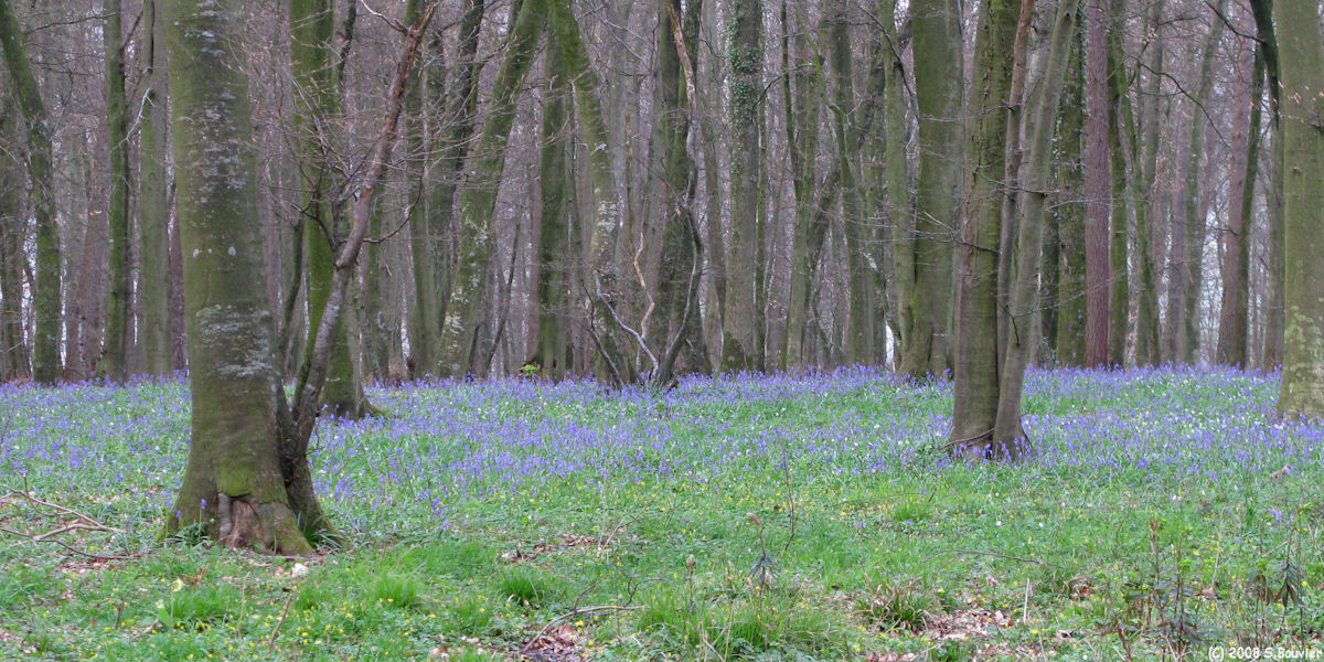 Haute Forêt d'Eu (Jacinthes)