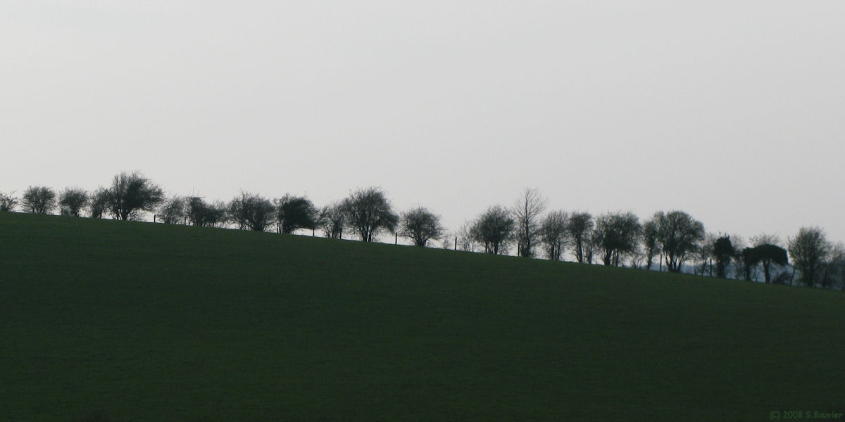 Blangy sur Bresle (Arbrisseaux)