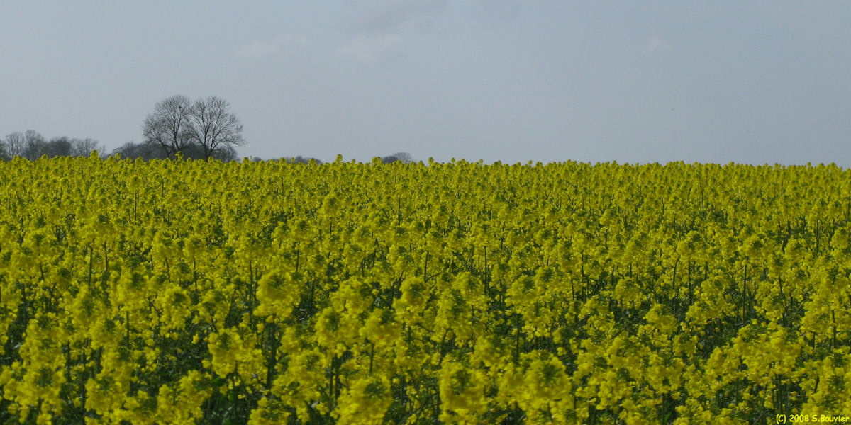 Routes (Colza)