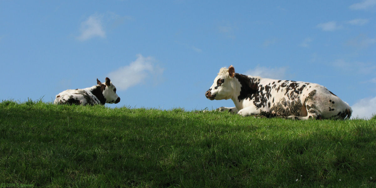 Harcanville (Deux Vaches)