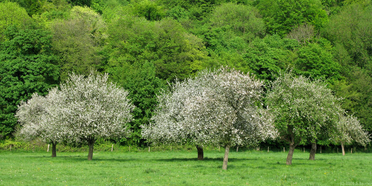 Liomer (Pommiers)