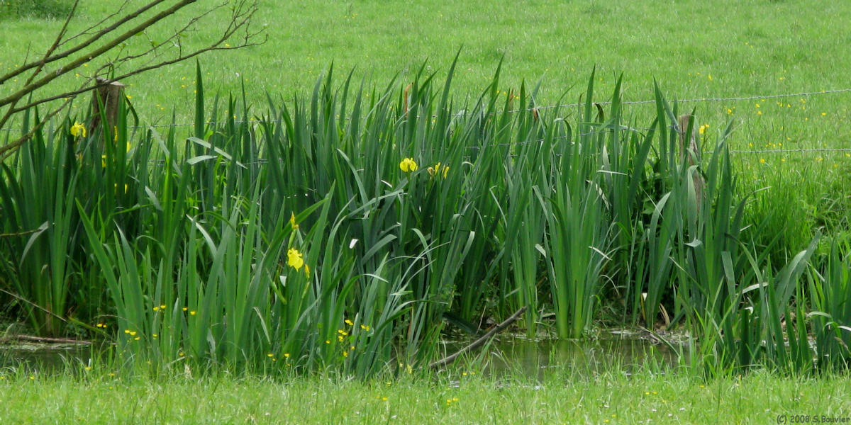 Fontaine le Bourg (Iris)