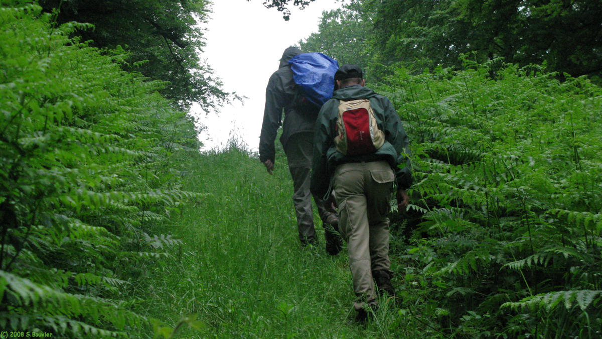 Forêt d'Eawy (Limousins 1)