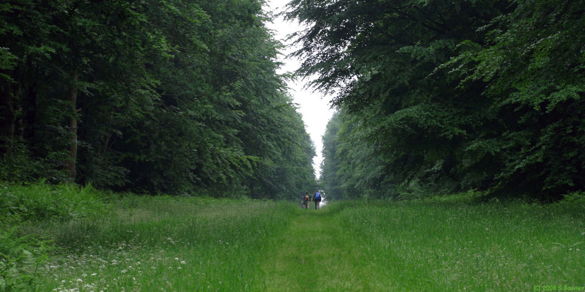 Forêt d'Eawy (Limousins 3)