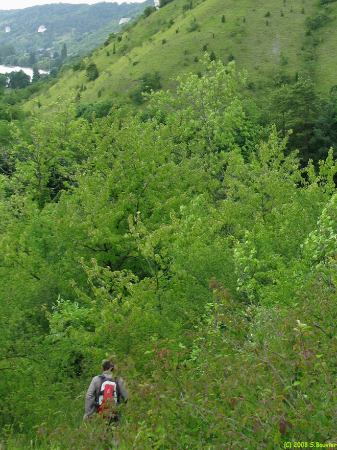 Vatteville (Descente)