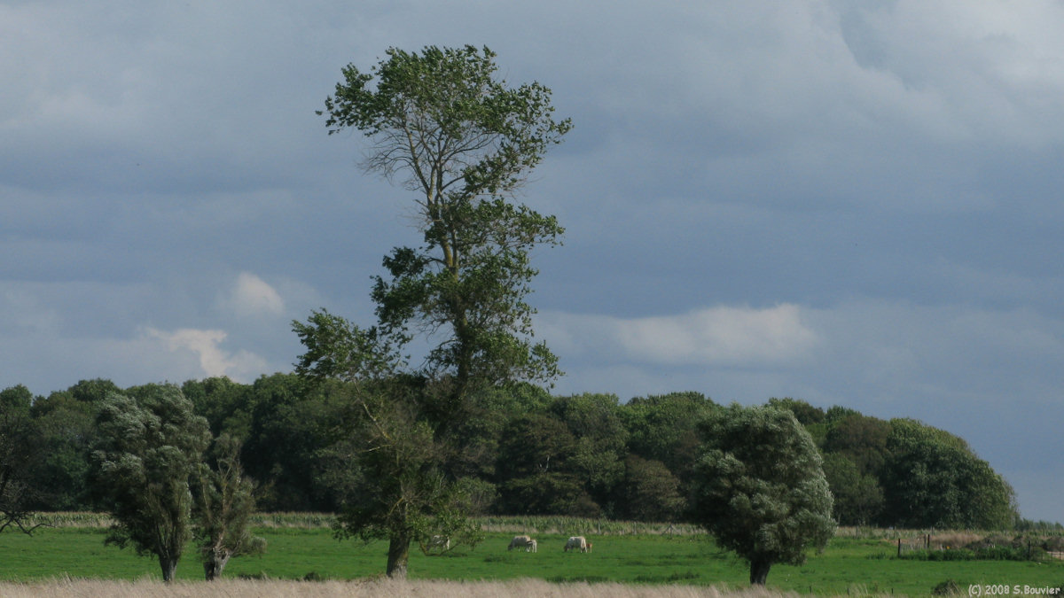 Quend (Prairie)