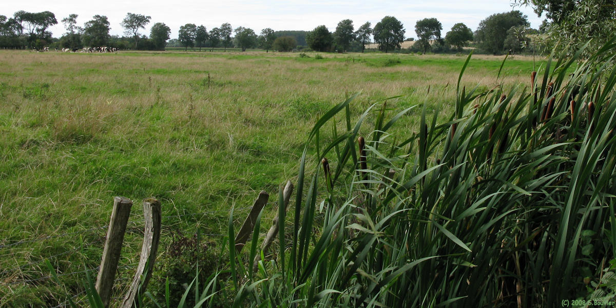 Villers sur Authie (Roseaux)