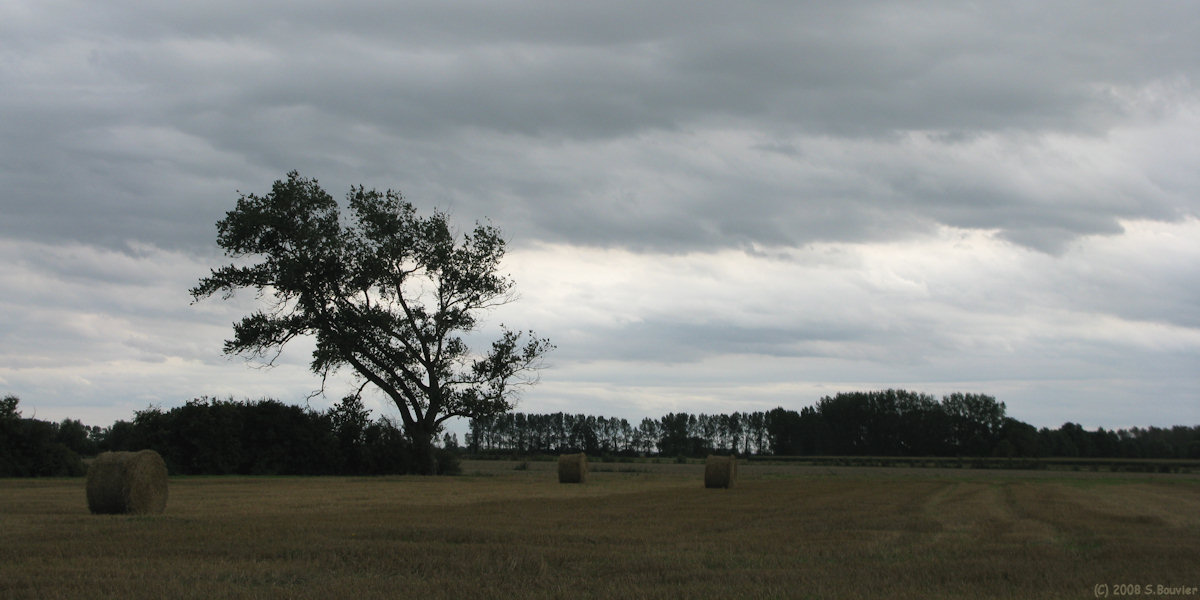Rue (Arbre)