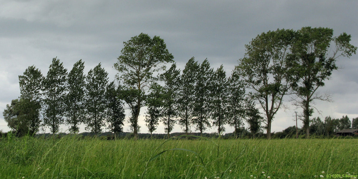 Quend (Arbres 1)