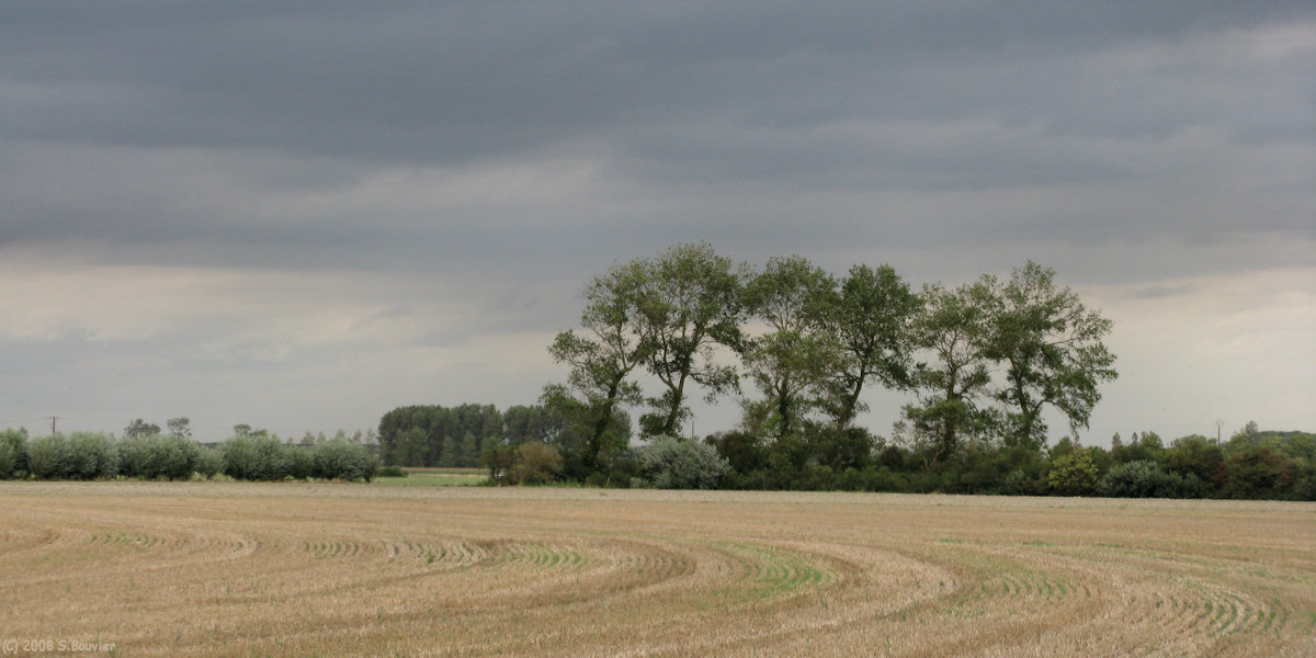Quend (Arbres 2)