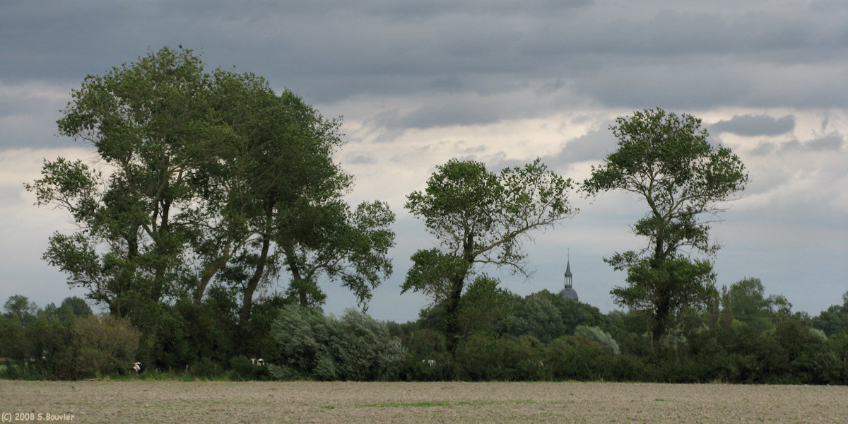 Quend (Arbres 3)