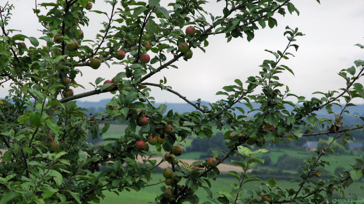 Beaussault (Pommes)