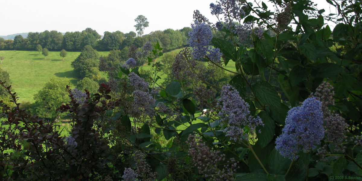 Mesnil Mauger (Fleurs)