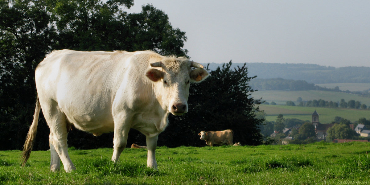 Compainville (Vache)
