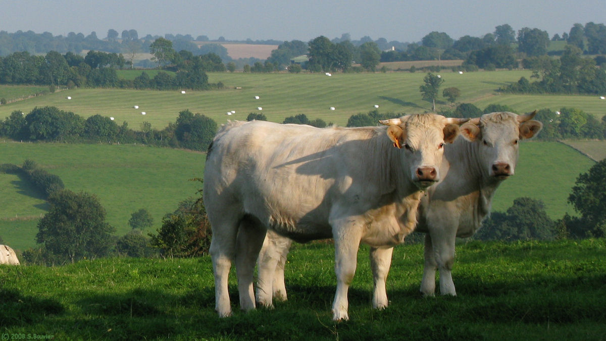 Compainville (Bœufs)