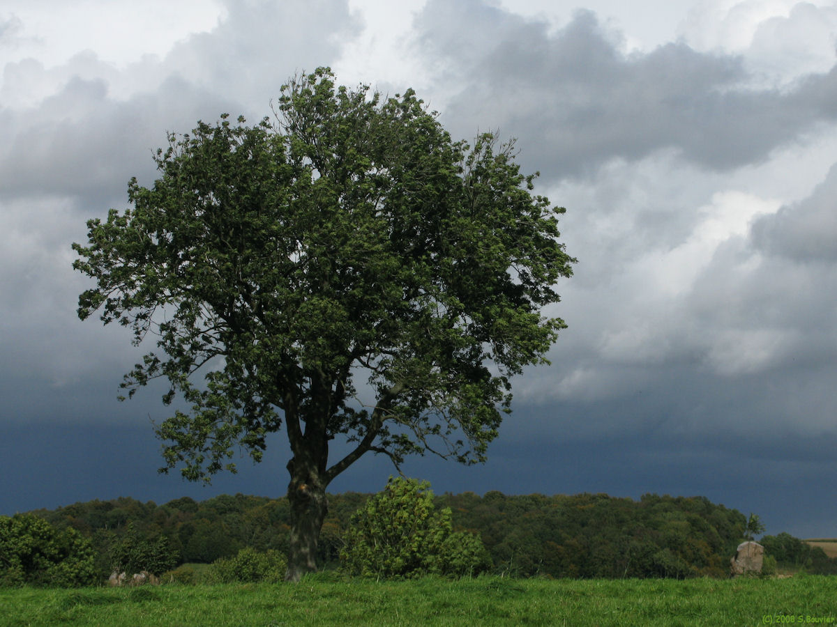 Grumesnil (Arbre)