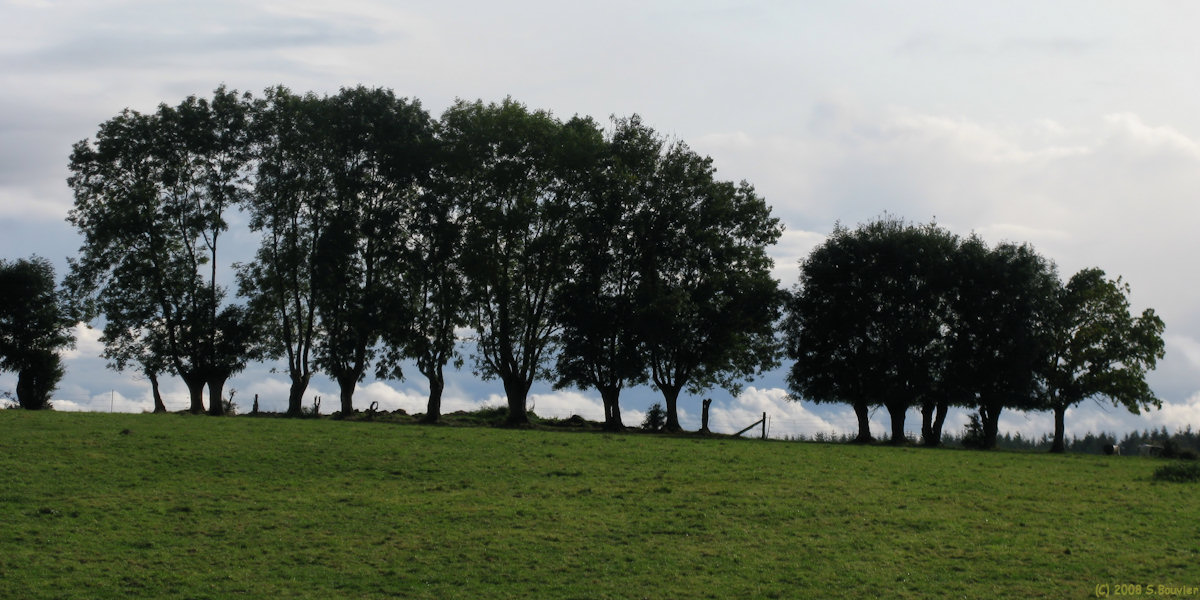 Haucourt (Arbres)