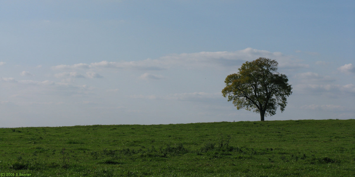 Villers-Vermont (Arbre)