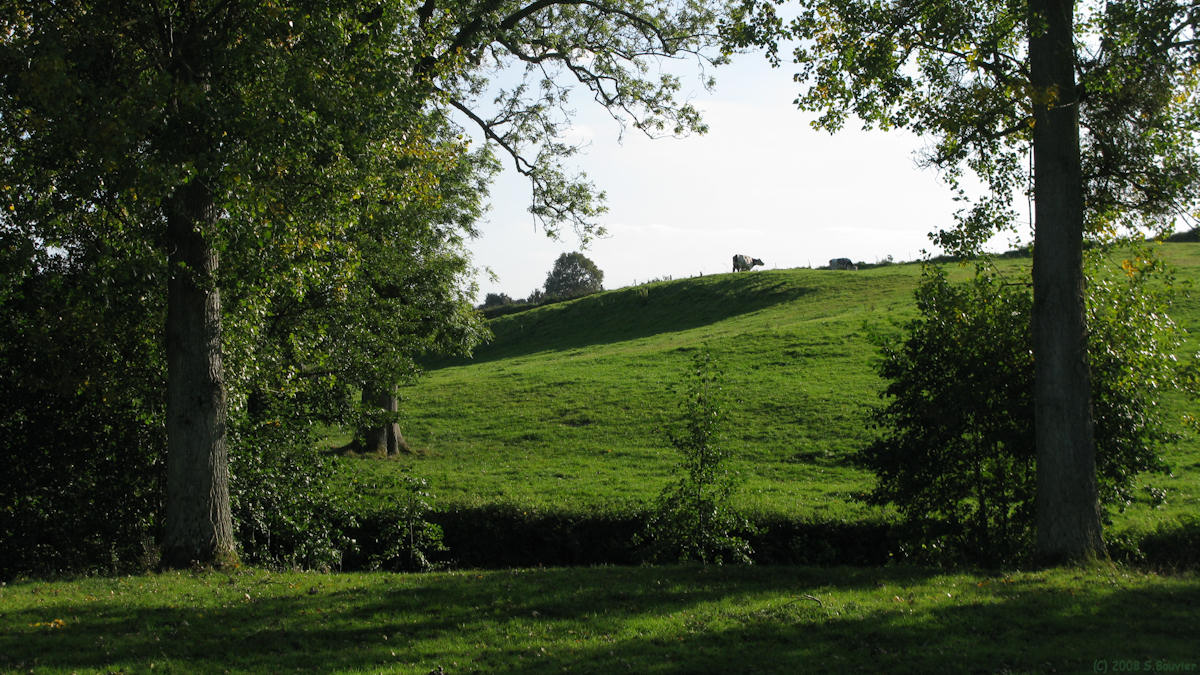 Haussez (Vache)