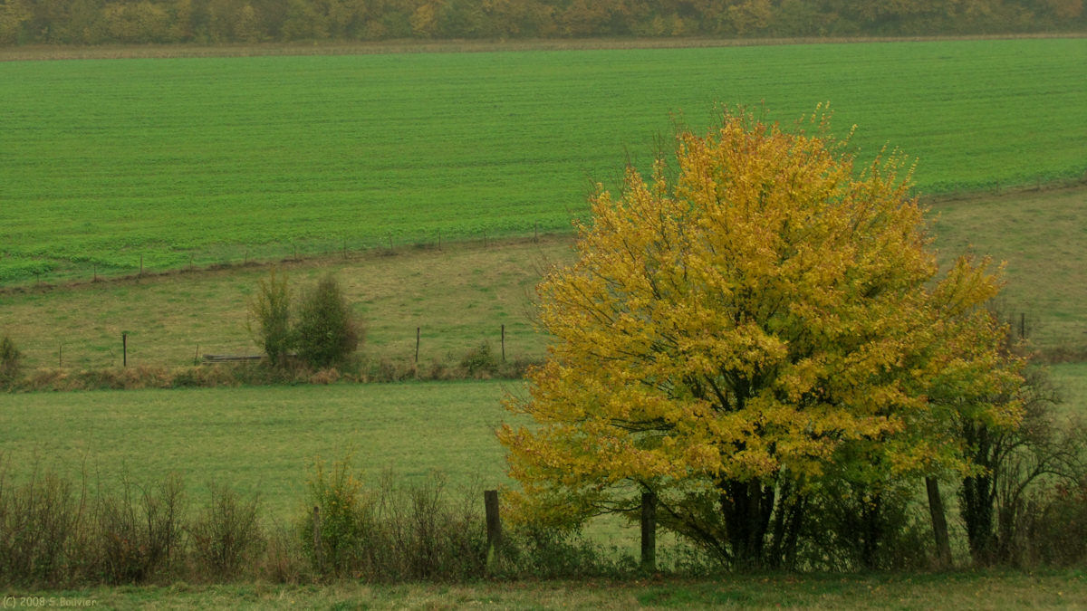 Thoix (Arbre)