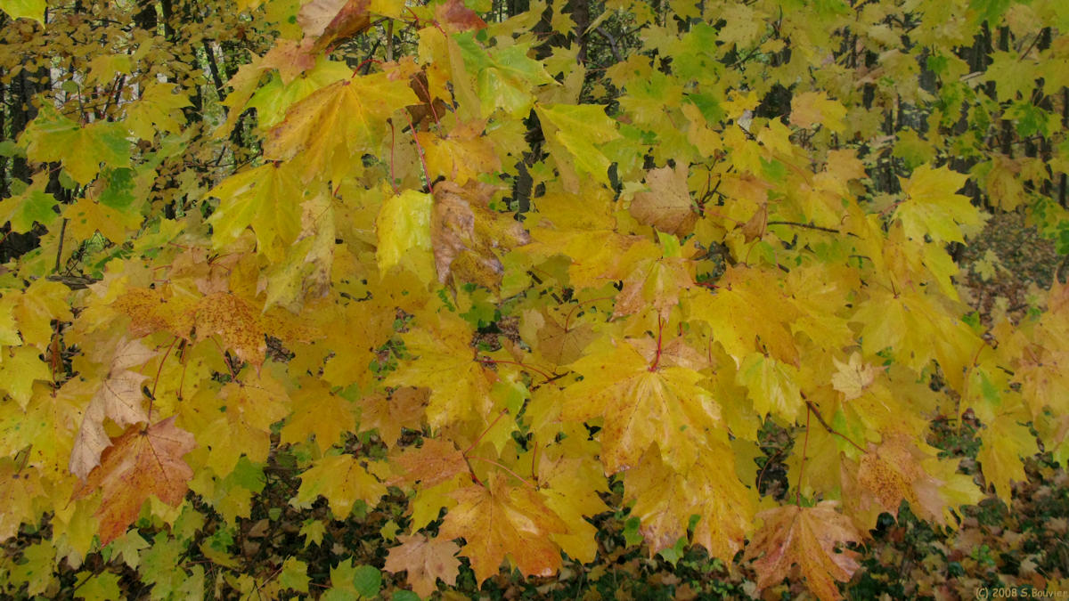 Croissy sur Celle (Feuilles 1)