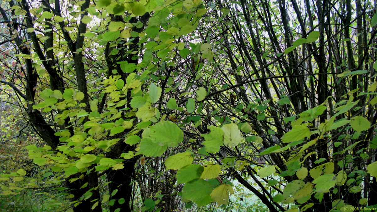 Croissy sur Celle (Feuilles 2)