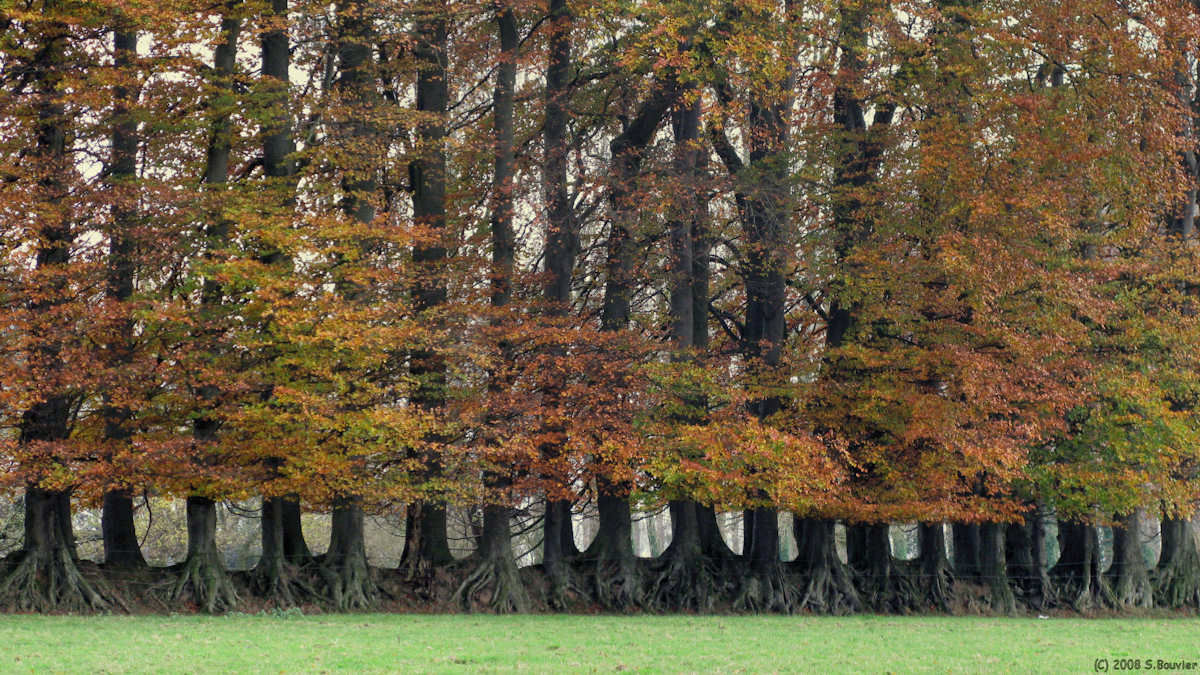 Beauval en Caux (Arbres 2)