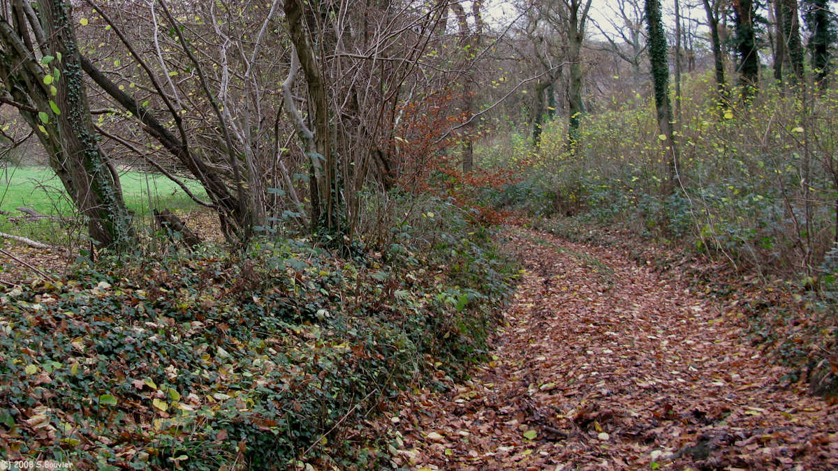 Le Bois-Robert (Chemin 1)