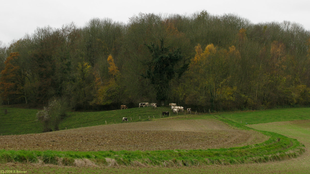 St Germain d'Etables (Vaches)