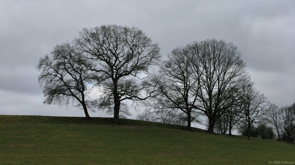 Naours (Arbres)