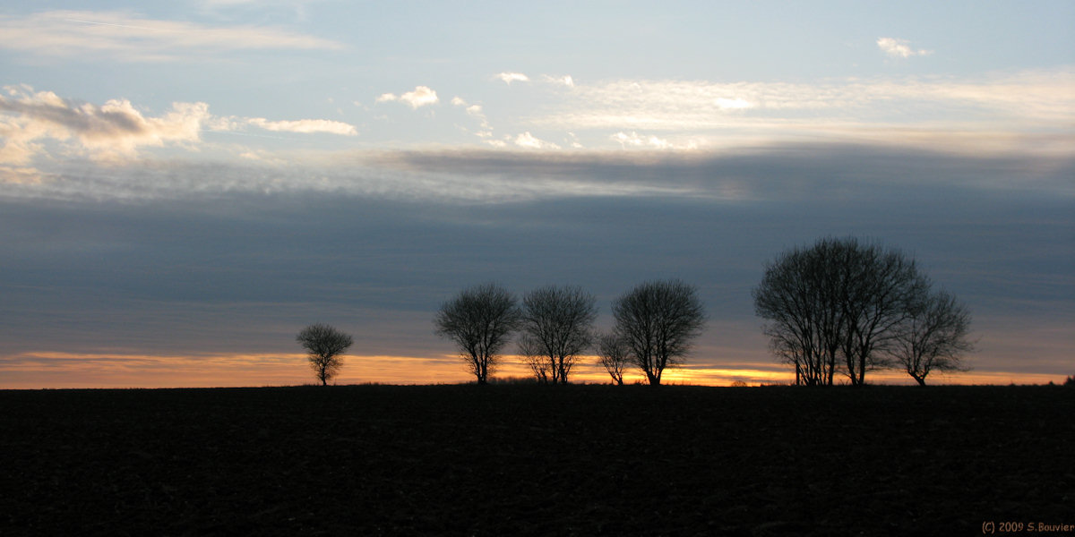 Cannessières (Arbres)