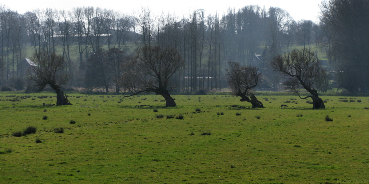 Longueil (Arbres)