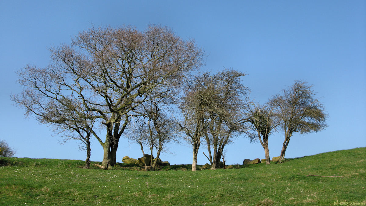 Ste Marguerite sur Mer (Arbres)