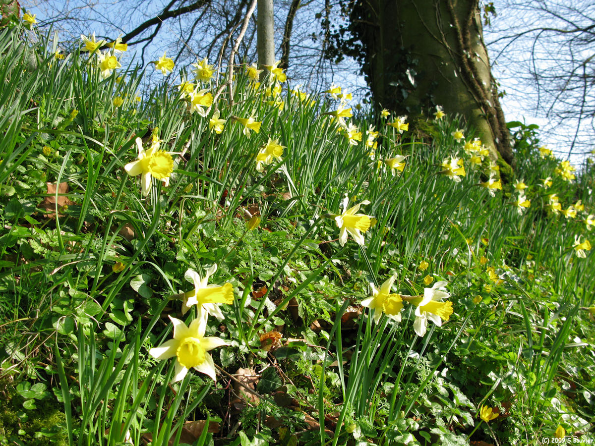 Varengeville sur Mer (Jonquilles)