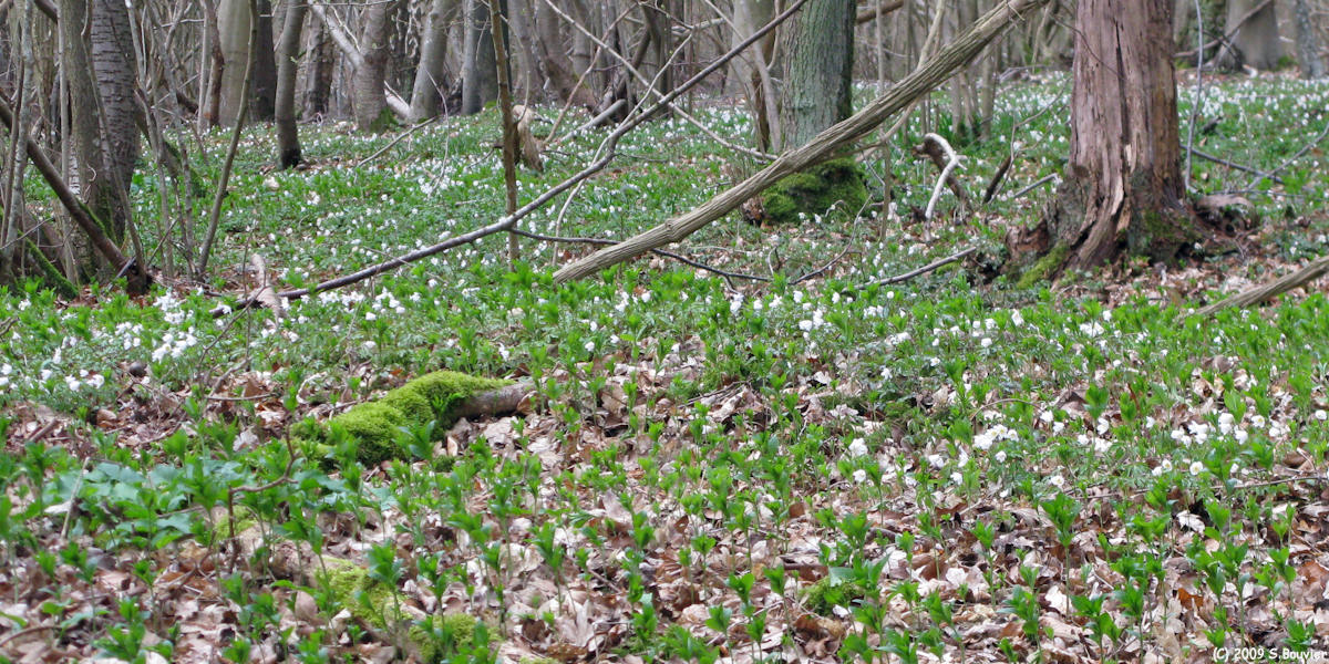 Bailleul Neuville (Fleurs)