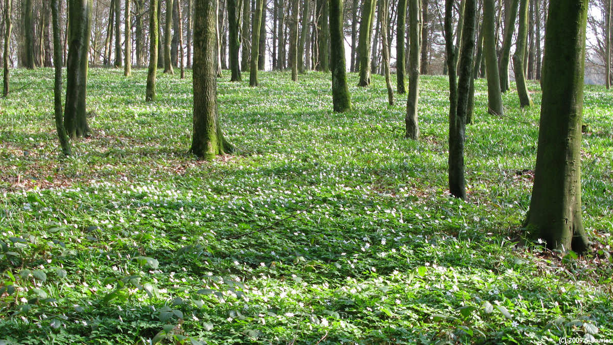 Lucy (Forêt 1)