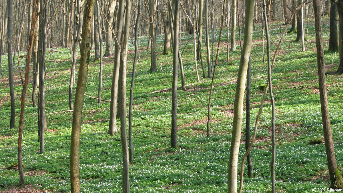 Lucy (Forêt 2)