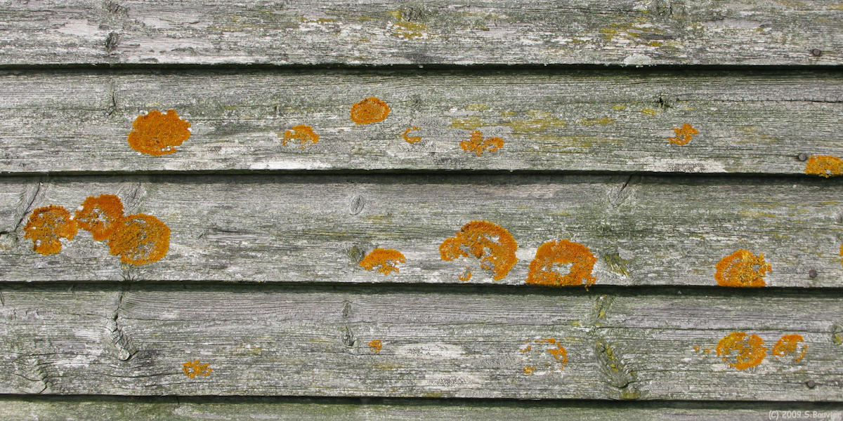 Clais (Lichen)