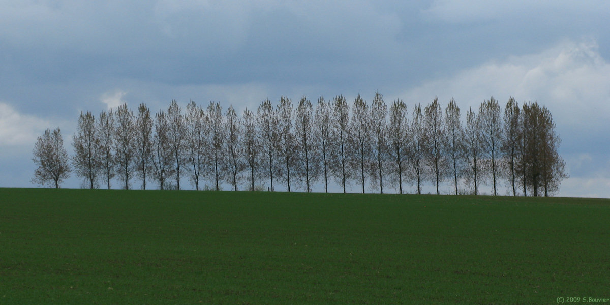 Butot (Arbres)