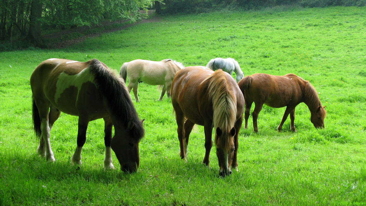 Goupillières (Chevaux)