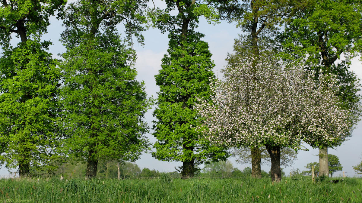 Fresquiennes (Pommier)