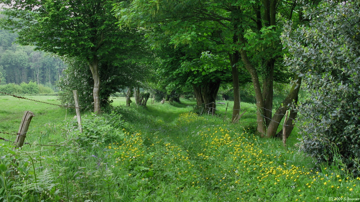 Ste Austreberthe (Chemin 2)