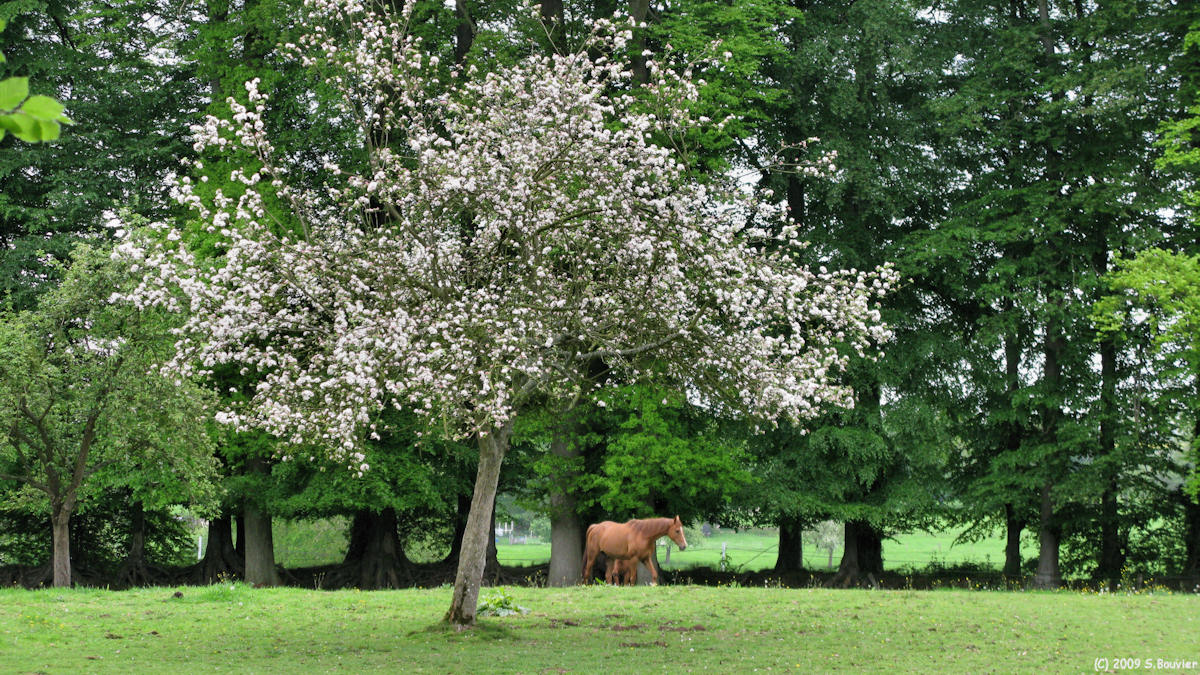 Emanville (Prairie)