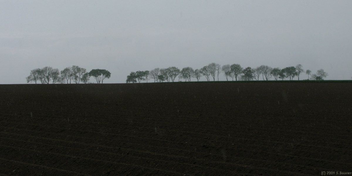 Emanville (Arbres)