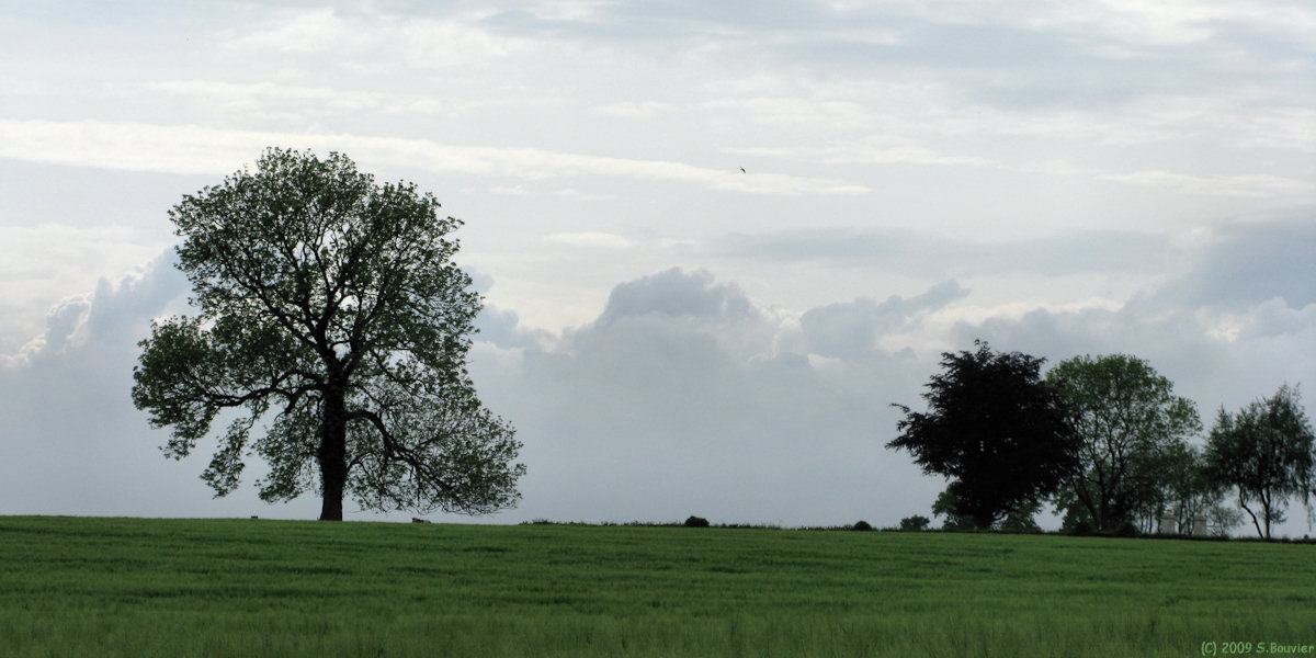 Ste Austreberthe (Arbre)