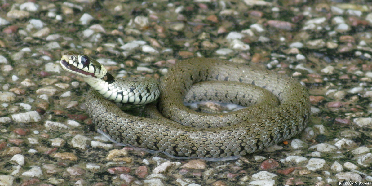 Ste Austreberthe (Serpent)
